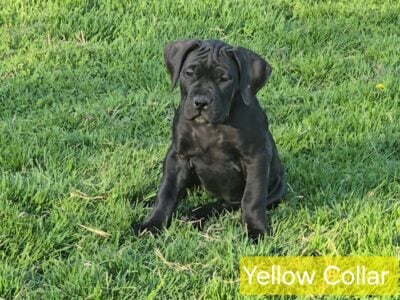 Rare All Black Boerboel