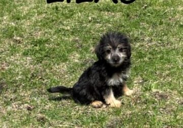 Lilac Female Yorkie Poo Puppy