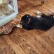 Bernese Mountain Dog