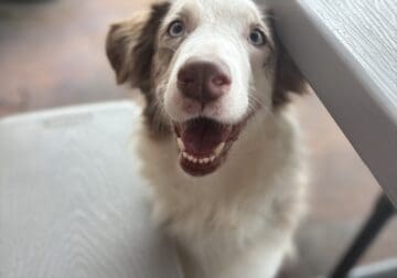 Australian shepherd
