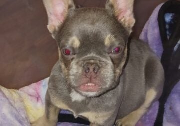 French Bulldog Male Puppy