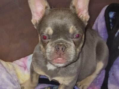 French Bulldog Male Puppy