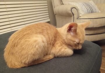 Re-home cat