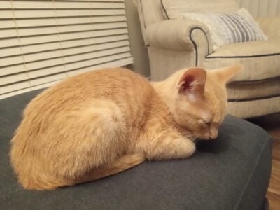 Re-home cat