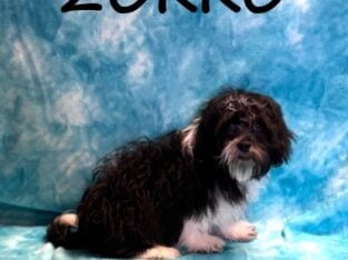 Zorro Male Teddy Bear Puppy