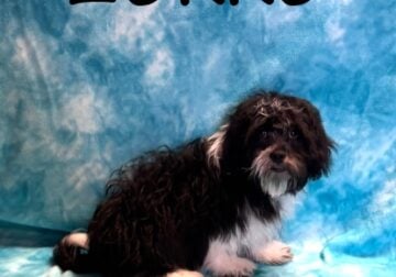 Zorro Male Teddy Bear Puppy