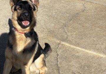 German Shepherd