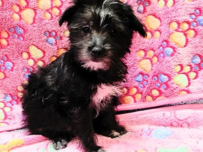 Misty, Morkie female
