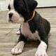 Euro Boxer Puppies AKC Registered