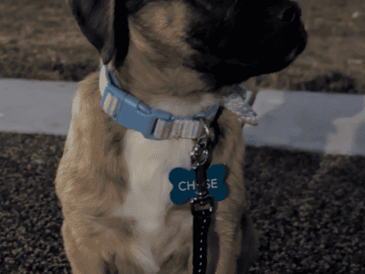 Puggle puppy