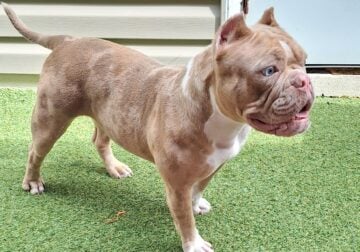 3years old lillac tri female exotic bully