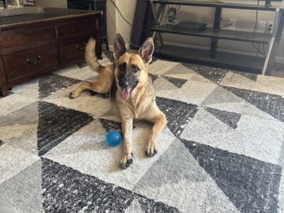Spayed German Shepherd up for adoption (rehoming)
