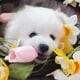 Pomeranian Puppy