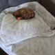 7 months old dachshund needs new home