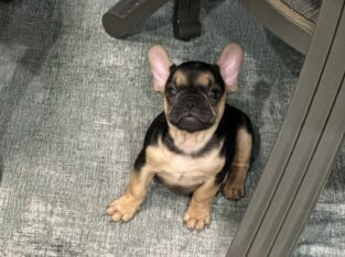 Blue Baby Potato