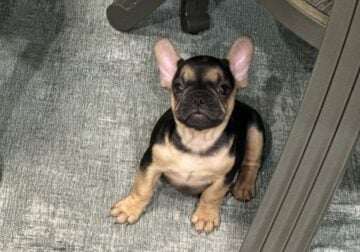 Blue Baby Potato