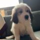 saint benard/ great pyrenees puppies
