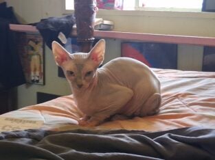 Beautiful rare lilic sphinx