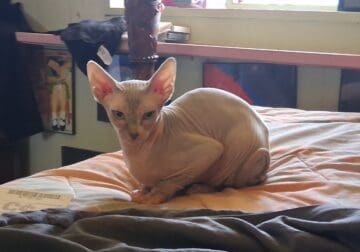 Beautiful rare lilic sphinx