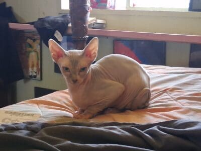 Beautiful rare lilic sphinx