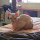 Beautiful rare lilic sphinx