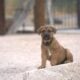 American Bandogge Puppies