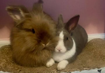 2 bunnies for rehome. Lion head and Rex