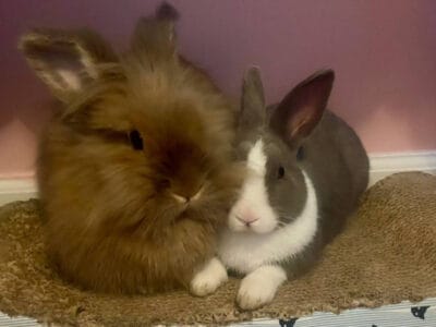 2 bunnies for rehome. Lion head and Rex