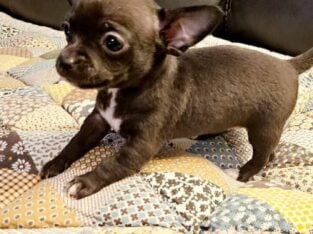 Female Chihuahua puppy
