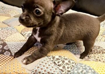 Female Chihuahua puppy