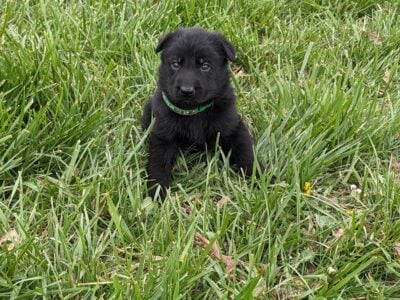 Ryder/Green Male