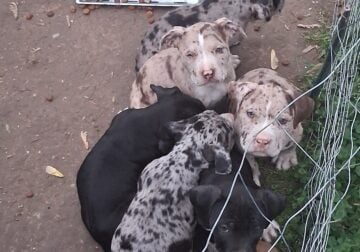Merle pitbull puppies need home