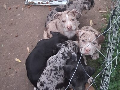 Merle pitbull puppies need home