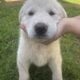 German shepherd Great Pyrenees mix