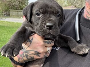 ICCF Full Blooded champion bloodline Cane Corso Pu