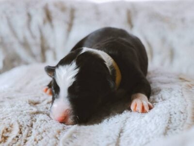 Border collie/aussie mix pups