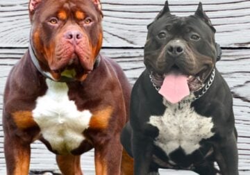 XL American Bully Puppies