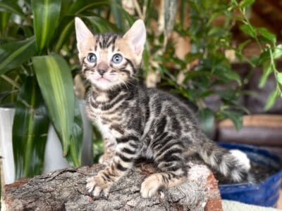 TICA Registered Bengal Kittens