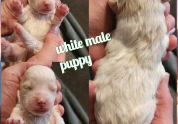 Shih poo puppies