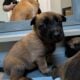 Sweet Malinois puppies