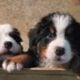 Bernese Mt Dogs Pups
