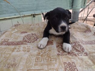 Pitbull/ Heeler puppies