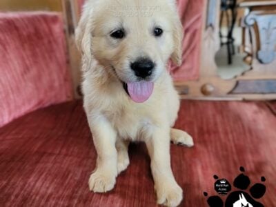 AKC MALE GOLDEN RETRIEVER