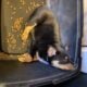 Litter of 8 Australian Shepard/ red heelers
