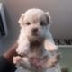 morkie pups