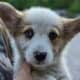 Pembroke Welsh Corgi