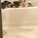 Litter of 8 Australian Shepard/ red heelers
