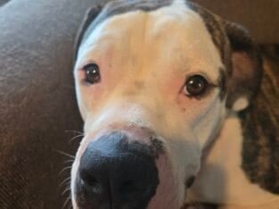 Free to kind loving home only