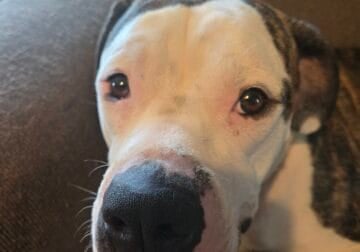 Free to kind loving home only