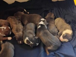 American Staffordshire bull terrier puppies availa